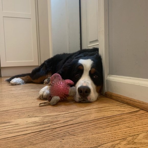 Meet your Posher, Riley - Picture 1 of 1